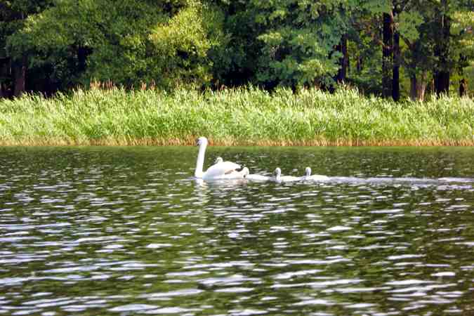 20080618Neustettin032Abk