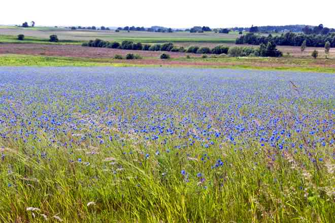 20090616KornblumenEschenriege004Abk