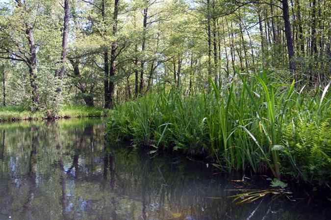 20100604SpreewaldPaddeln025A