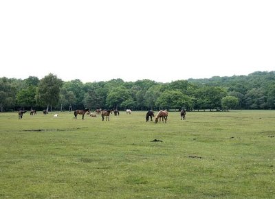 NewForest002Ak.jpg