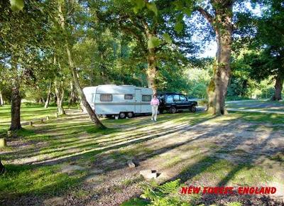 NewForest003Ak.jpg